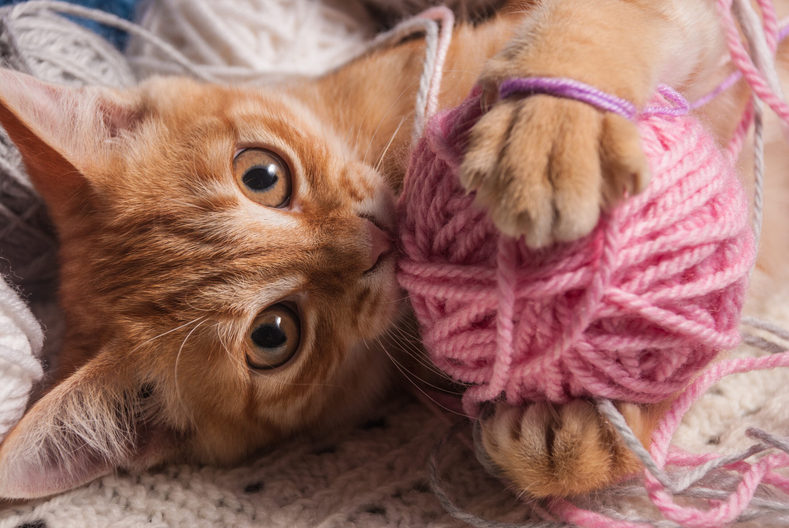 Kitten,Next,To,A,Ball,Of,Yarn