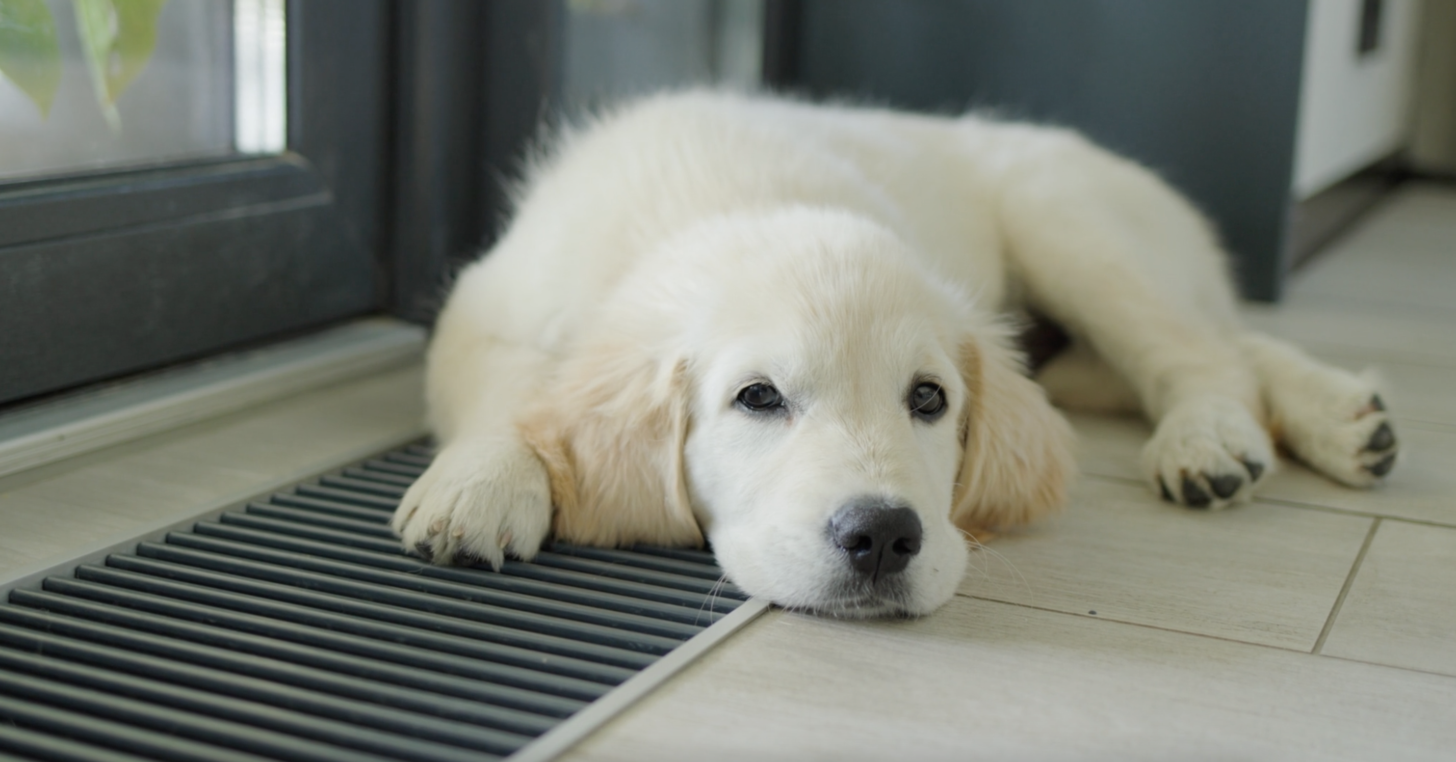 PuppyOnVent